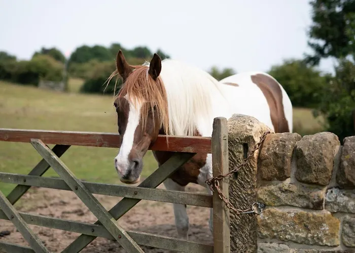 Wildewood * Robin Hood's Bay